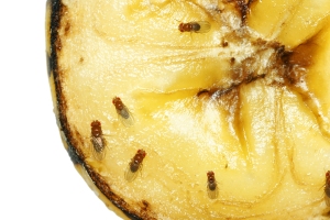 Fruit Flies On Rotting Banana information on ecologicalpestmanagement.wordpress.com